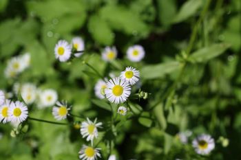 Očistimo Gorenjsko invazivk