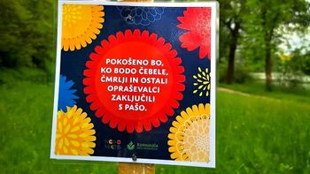 Travniške rože ohranjamo nepokošene za čebele