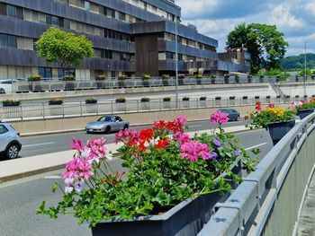 Več kot 15 tisoč cvetlic za lepše Celje