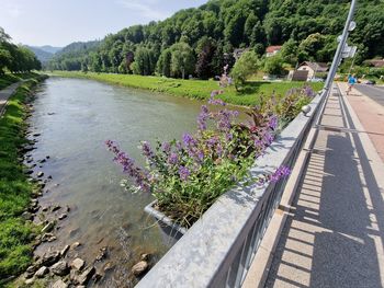 Na Čopovem mostu trajnice – za manj zalivanja in oskrbe ter hrana za čebele in metulje 