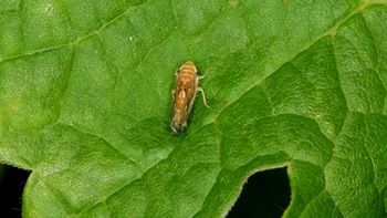 Zatiranje ameriškega škržatka obvezno tudi v naši občini