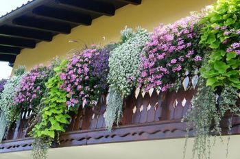 Vabilo k sodelovanju v akciji najlepša cvetlična zasaditev