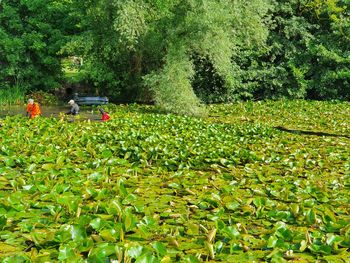 Redčimo lokvanje na Tivolskem ribniku