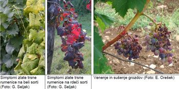 OBVESTILO ZA LASTNIKE VINOGRADOV, BRAJD IN OHIŠNIC OBVESTILO ZA LASTNIKE VINOGRADOV, BRAJD IN OHIŠNIC
