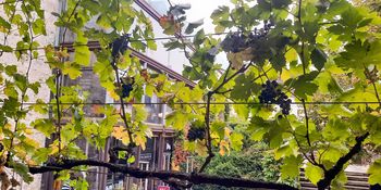 Trgatev potomke z mariborskega Lenta