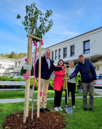 V rožnatem oktobru rožnato drevo na Ravnah na Koroškem