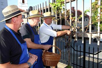 Slovesna trgatev potomke stare trte