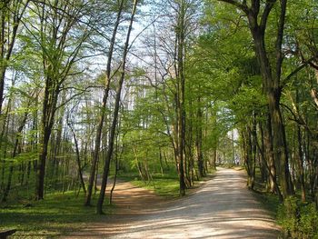 Ustavljen inšpekcijski postopek nadzora sečnje dreves v KP TRŠh Ustavljen inšpekcijski postopek nadzora sečnje dreves v KP TRŠh