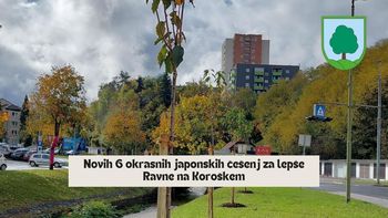 Trajnostna prizadevanja v Občini Ravne na Koroškem: posadili smo 6 japonskih češenj za lepše mesto