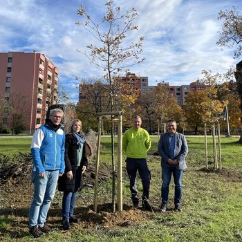 Zasadili smo 20 novih javorjev pri stadionu Olimp in 5 hrastov v Novi vasi
