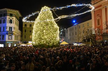 Okrasimo zelena drevesa v praznični Ljubljani