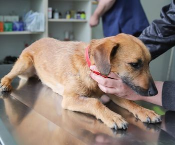 Razpored obveznega letnega cepljenja psov proti steklini po naseljih za leto 2024 Razpored obveznega letnega cepljenja psov proti steklini po naseljih za leto 2024