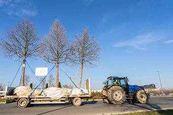 Kako smo selili drevesa v Šmartinski park