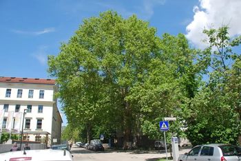 Ljubljana je že petič zapored razglašena za »mesto dreves« v svetovnem merilu