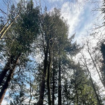 V Celju osrednja slovenska prireditev ob mednarodnem dnevu gozdov