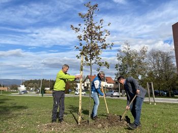 Celje se je pridružilo izzivu »Trees in Cities« 