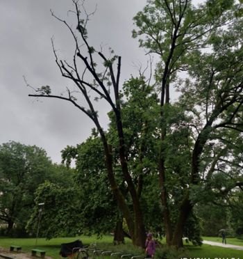 Urejamo za vas: odstranitev suhih dreves