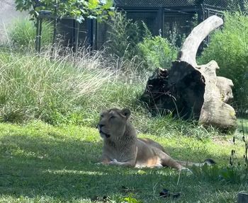 Azijska levinja Čaja iz Živalskega vrta Ljubljana je dobila družbo Azijska levinja Čaja iz Živalskega vrta Ljubljana je dobila družbo