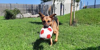 Dan odprtih vrat Zavetišča Ljubljana ob svetovnem dnevu psov Dan odprtih vrat Zavetišča Ljubljana ob svetovnem dnevu psov