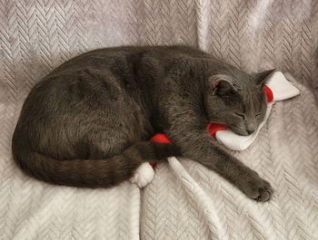 Na voljo boni za sterilizacijo in kastracijo lastniških mačk