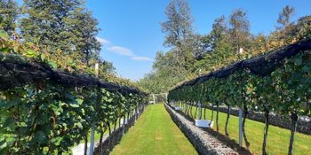 Za nami je sedma trgatev v Grajskem vinogradu Za nami je sedma trgatev v Grajskem vinogradu