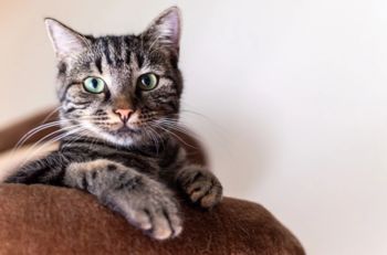 Na voljo še nekaj bonov za sterilizacijo in kastracijo mačk