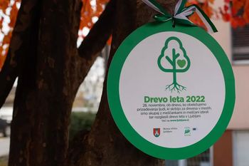 Izbiramo drevo in drevored leta 2024