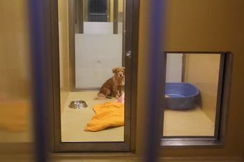 Vabilo na Dan odprtih vrat Zavetišča Ljubljana