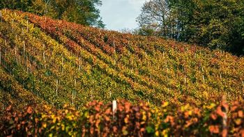 Preprečimo širjenje nevarne in neozdravljive bolezni trt