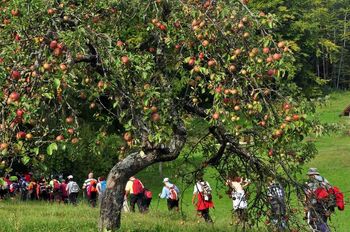 Priprave na 26. Praznik kozjanskega jabolka že v polnem teku