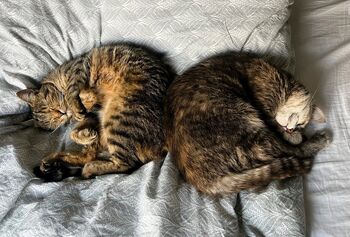 Sofinanciranje sterilizacije in kastracije lastniških mačk – odgovorno lastništvo živali