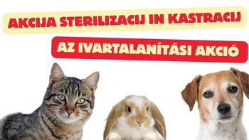 Akcija Sterilizacij in kastracij