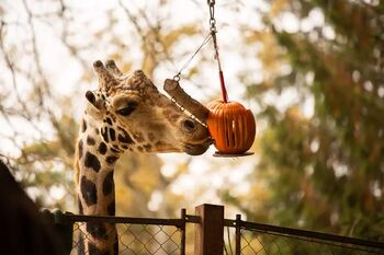 V ZOO so se poslovili od Cveta