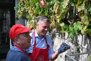 Občinska trgatev potomke najstarejše trte na svetu tudi letos obrodila sadove