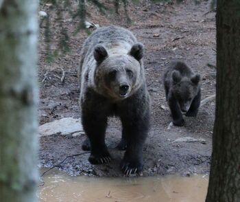 Prisotnost medvedke z mladičema na območju Vač
