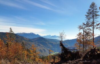 Javna razgrnitev osnutka gozdnogospodarskega načrta za enoto Mežakla (2025–2034)