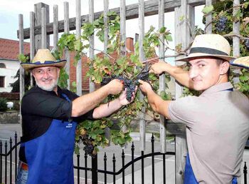 Trgatev potomk Stare trte na Legantu in Gradu Žovnek
