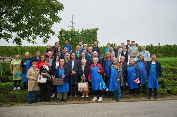 Trgatev potomk najstarejše trte na svetu tudi v Konjicah uspešno pod streho