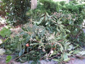 Odlaganje zelenega odreza v oktobru 2025