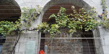 Obrodila je potomka najstarejše trte na svetu Obrodila je potomka najstarejše trte na svetu