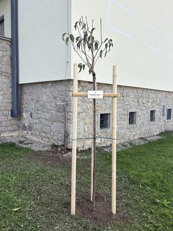 Zasadili smo rožnato drevo Zasadili smo rožnato drevo