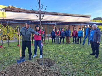 Posaditev rožnatega drevesa