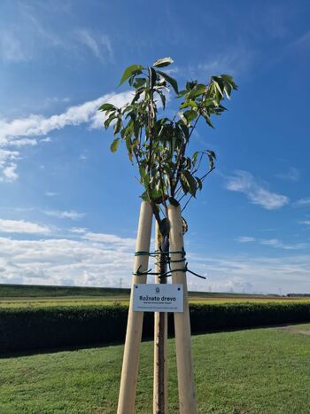 Rožnati oktober – mesec ozaveščanja o raku dojk