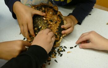 Mali vrtnarji so pokukali v svet sončnic