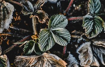 Zbiranje vlog zaradi posledic pozebe na trajnih nasadih v letu 2025