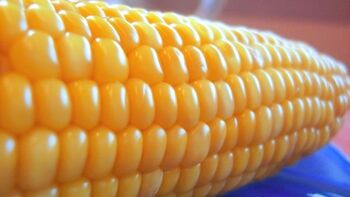 Obvestilo o zbiranju vlog zaradi posledic suše v letu 2025 v tekoči kmetijski proizvodnji