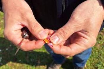 OCENJEVANJE ŠKODE na kmetijskih pridelkih zaradi posledic POZEBE v letu 2025