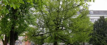 Še nekaj dni zbiramo predloge za drevo in drevored leta 2025