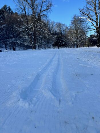 V celjskem Mestnem parku bo na voljo steza za tek na smučeh 