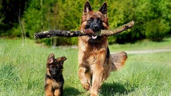 Razpored obveznega letnega cepljenja psov proti steklini po naseljih za leto 2026